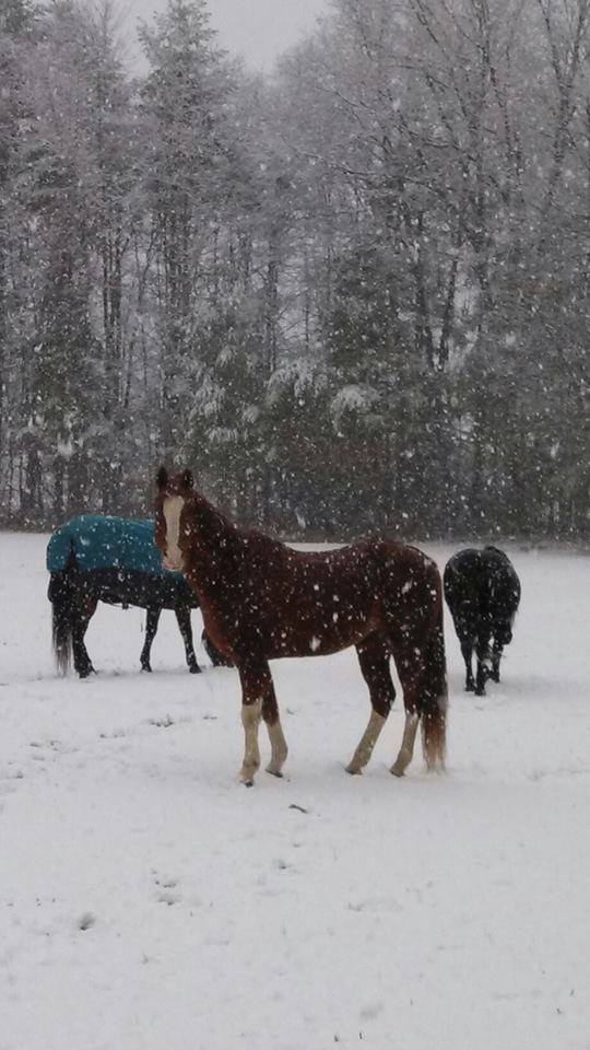 Blanketed Horses at Pasture